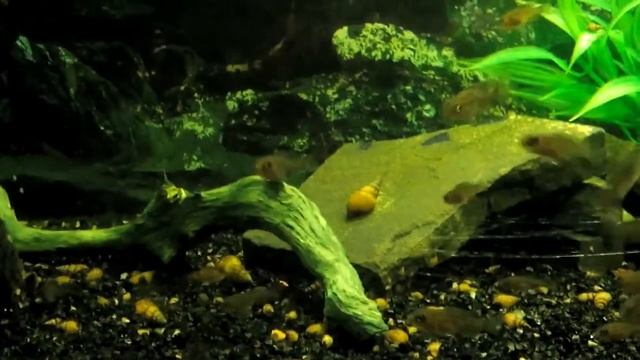 Аулонокара ньяса - королева цихлид смотреть онлайн