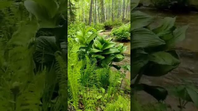 Река Буртуй, Забайкальский национальный парк смотреть онлайн