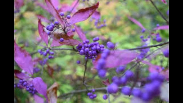 Herbier Numérique Arbuste aux Bonbon ( Callicarpa candicans ) смотреть онлайн