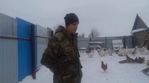 Когда же холмогорские гуси начинают приносить потомство!!