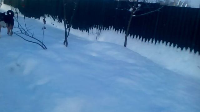 Ура..., все куры начали нестись... смотреть онлайн