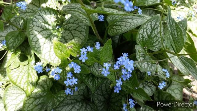 Лунное небо чистой красоты? Музыка,Стихи смотреть онлайн