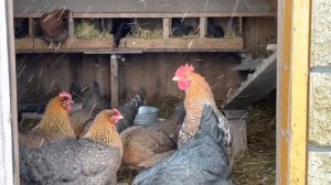 Куры! Как и какую породу выбрать! Наш опыт!