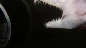 Самая редкая акула, акула гоблин, акула домовой, акула носорог