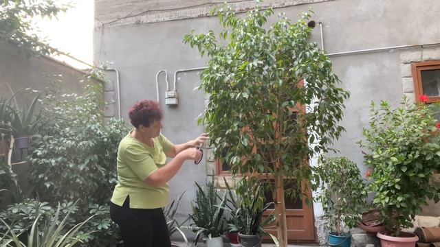 Обрезаю высокорослый фикус Бенджамина осенью. смотреть онлайн