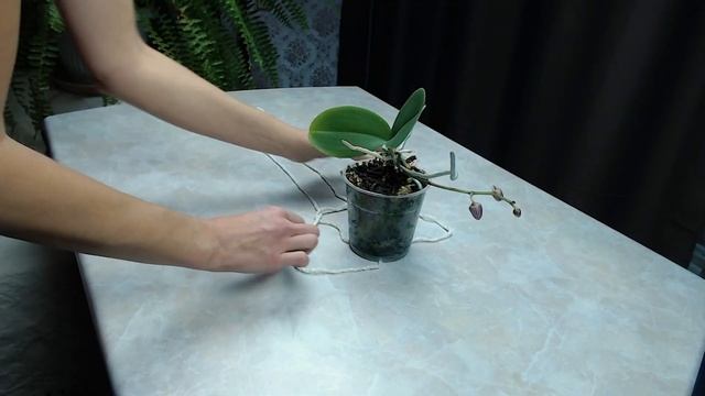 Кашпо за 1 минуту. Полюбуйтесь, как просто и классно.