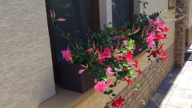 Mandevilla смотреть онлайн