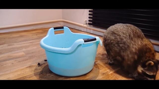 Енот Тёма выбирает Aquafloor | Aquafloor - 100% влагостойкое покрытие