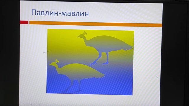 Значение цветов, цветовое воздействие, цветовые иллюзии смотреть онлайн