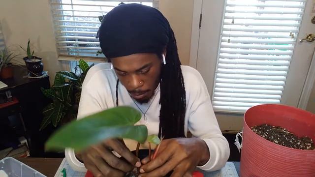 Red Emerald Philodendron Transfer from Soil To Sphagnum Moss смотреть онлайн