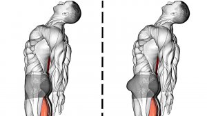 Упражнения Кегеля для Мужчин (упражнения для Мышц Таза)
