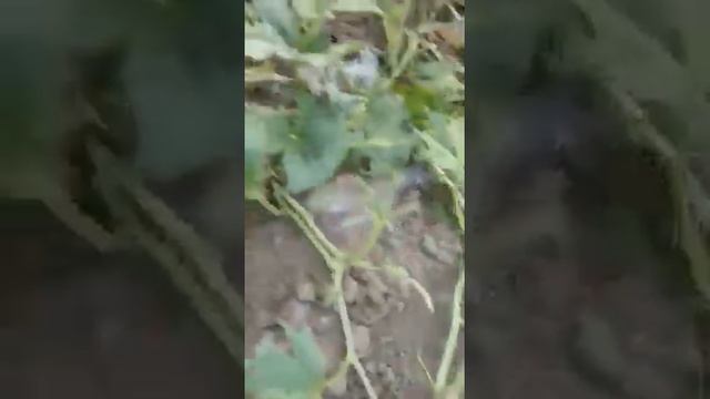 Внимание! Новый вредитель! смотреть онлайн