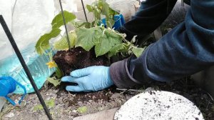 Как сажаю огурец в холодную теплицу 22.04.21