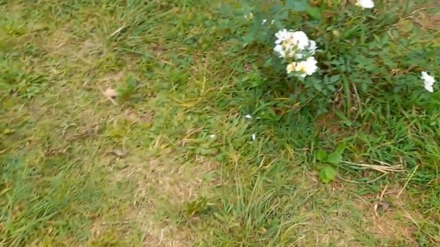 Bonica 82 Rose @ Thirunelli Temple, Wayanad |rose Care| Rose Lovers |gardening| |nature Around|