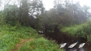 Рыбалка на поплавочную удочку на реке Луга. Ленинградская область. Ловля плотвы, подлещика, голавля