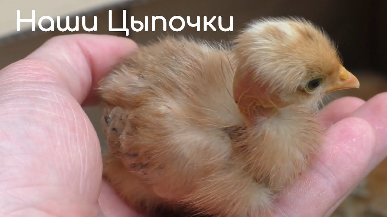 Наши Цыпы! смотреть онлайн