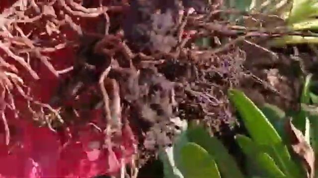 голубая ромашка. пересадка. смотреть онлайн