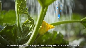 Как мы делаем пюре из кабачков «ФрутоНяня» «Первый выбор»?