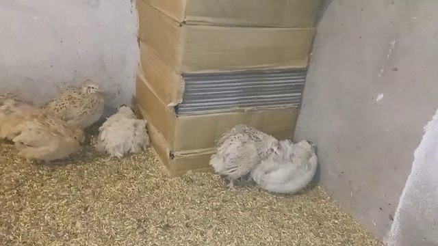 Когда большое хозяйство, постоянно что-то с кем-то случается... 😢🌈 смотреть онлайн