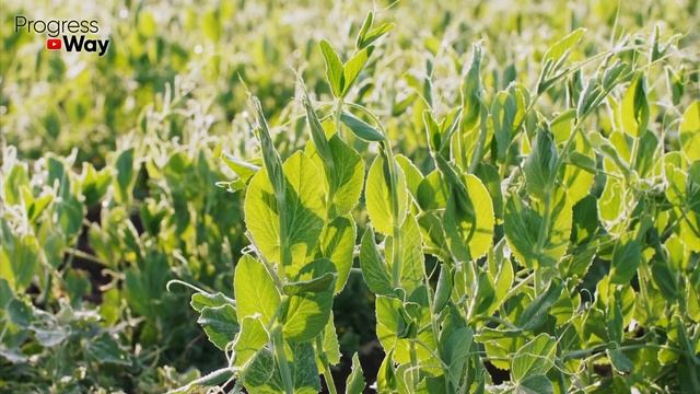 Обязательно Сразу Посейте Это После Томатов! Замена Навоза И Оздоровление Почвы смотреть онлайн