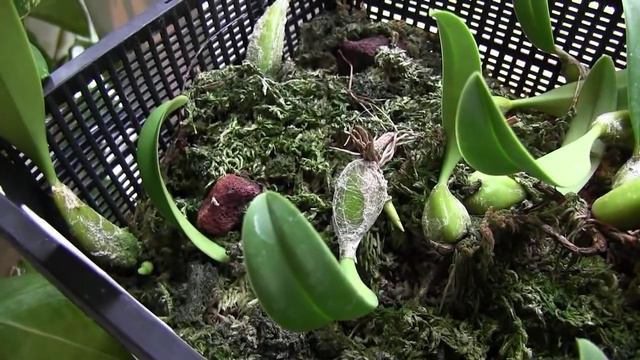 October Orchids • Oncidium Sharry Baby (and more) смотреть онлайн