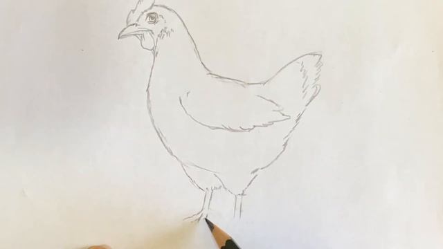 How to draw a Chicken Hen | Easy Pencil Drawing смотреть онлайн