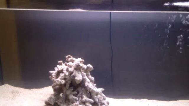 33 Gallon Marine Aquarium. Update! My Pet Rock. смотреть онлайн