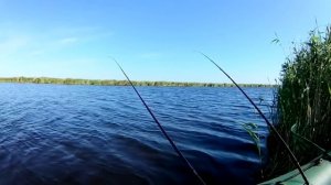 Ловля сазана в июне (Озеро Чаны)