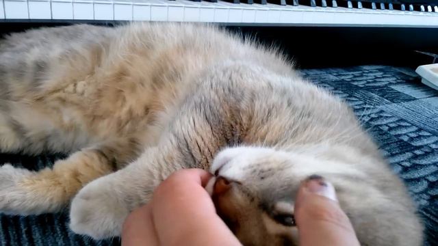 While the cat sleeps / Пока кот спит смотреть онлайн