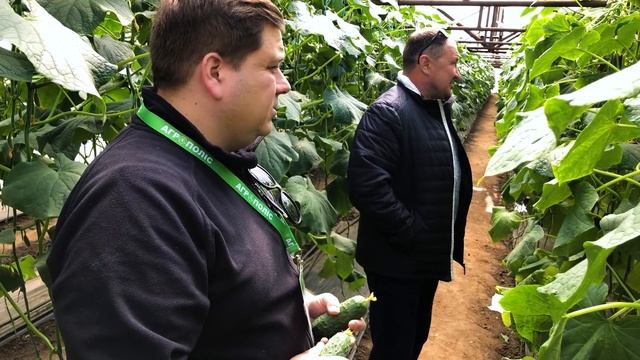 День огурца Severin F1 Bjorn F1 ч.1 смотреть онлайн