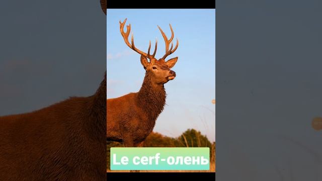 Лесные животные по-французски Часть 1 смотреть онлайн