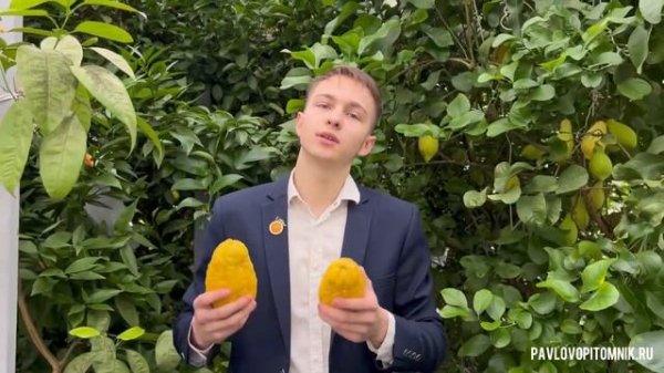 История появления Павловского лимона🍋