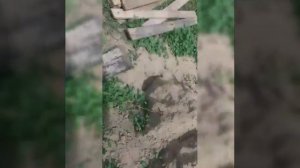 песенка про чихуахуа