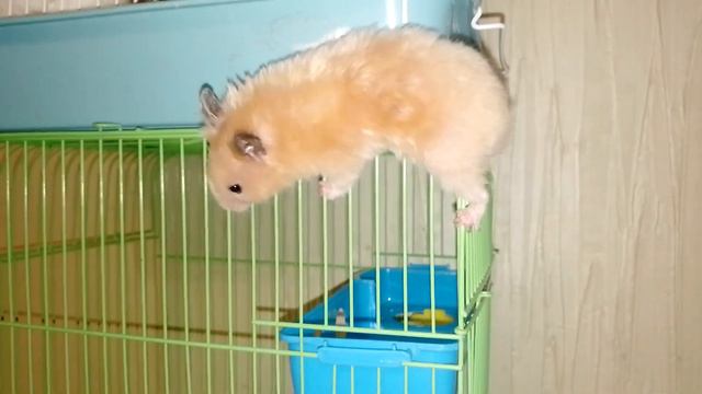 ХОМЯК ПЕРЕБИРАЕТСЯ ПО КЛЕТКЕ БЕЗ СОПРОВОЖДЕНИЯ..........)))))))))))))))) смотреть онлайн