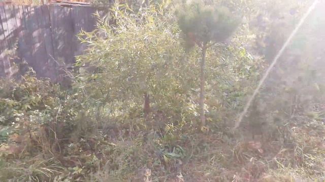 Ива гном, вид осенью. Небольшой обзор. смотреть онлайн
