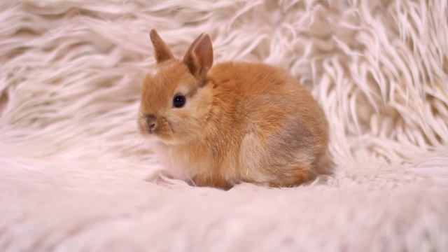 ДВ Ёрмунд, минор, мальчик, голландский желтый оттер смотреть онлайн