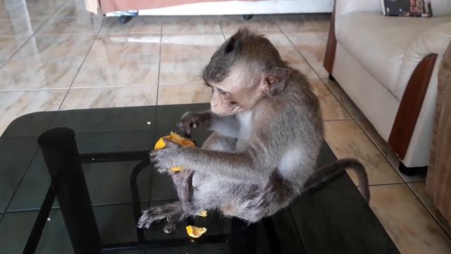 Яванская макака Джон и мандарины) смотреть онлайн