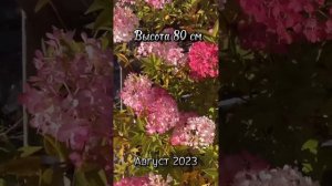 Обзор новинка 2022 гортензия метельчатая Петит Флори