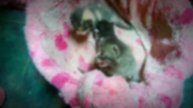 Как мы выкормили котят без кошки смотреть онлайн