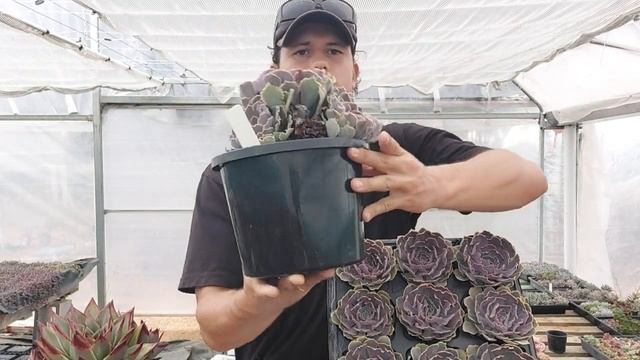 Echeveria shaviana Hime Care смотреть онлайн