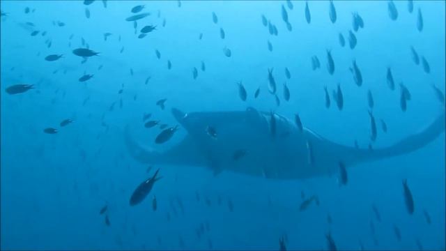 Megafauna Encounters смотреть онлайн