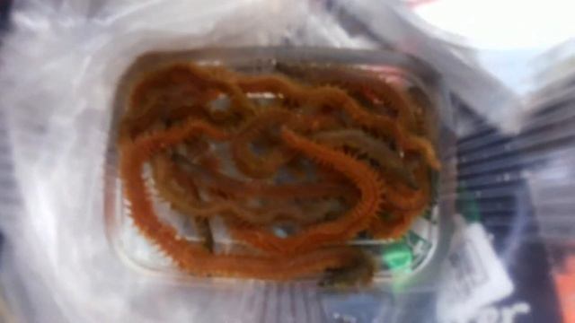 морской червь, nereis Архипо Осиповка смотреть онлайн