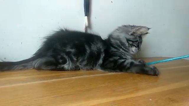 Черный мраморный мальчик котенок Мейн-кун, 3,5 мес,купить на сайте Мейн-куны Москвы смотреть онлайн