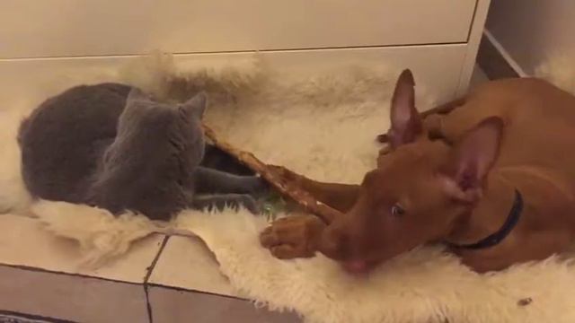 Британский кот Баратеон с другом смотреть онлайн