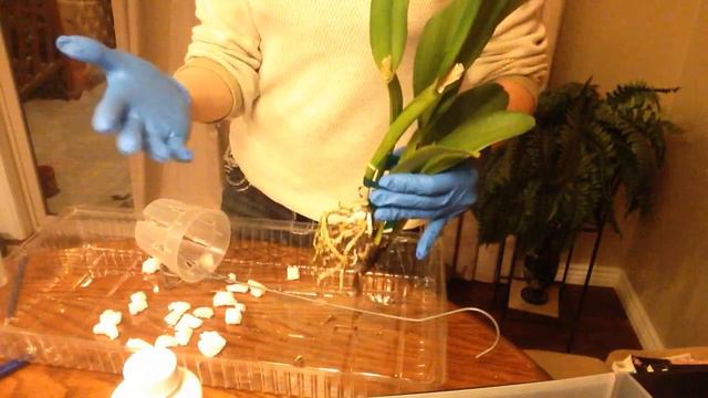 Orchid Problems: Stairstep Growth Habit (part 1 of 2) смотреть онлайн