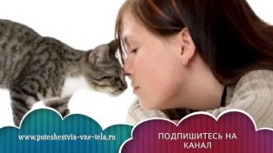 СОННИК - К чему снятся КОШКИ?