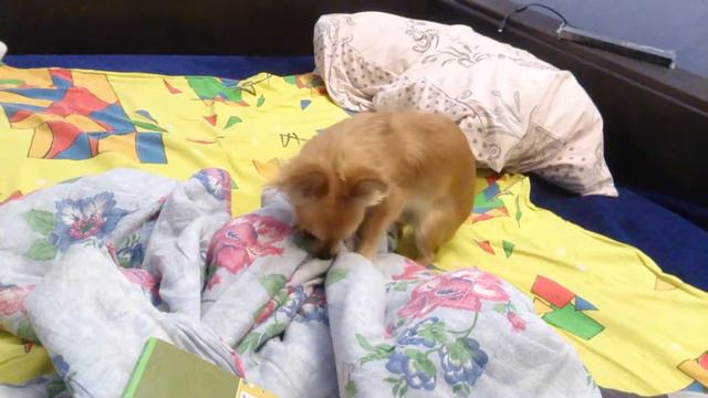 Без названия. Из жизни Фокси смотреть онлайн