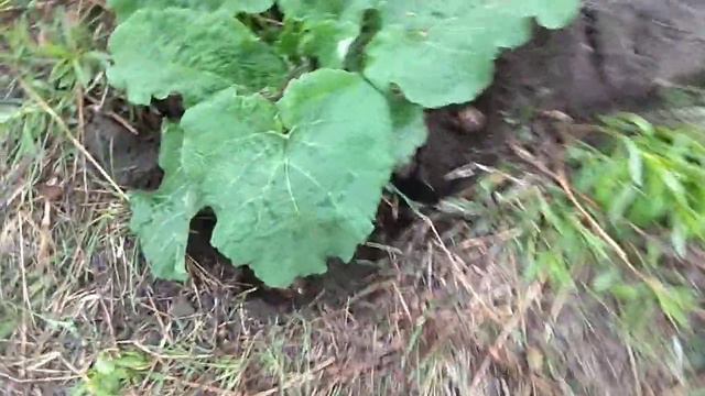 Топинамбур vs Лопух Раунд 1 Совместная посадка смотреть онлайн