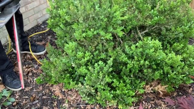 Boxwood Maintenance & Planting Jackmanii Clematis смотреть онлайн