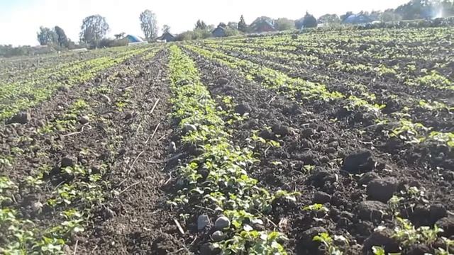 Всходы горчицы смотреть онлайн